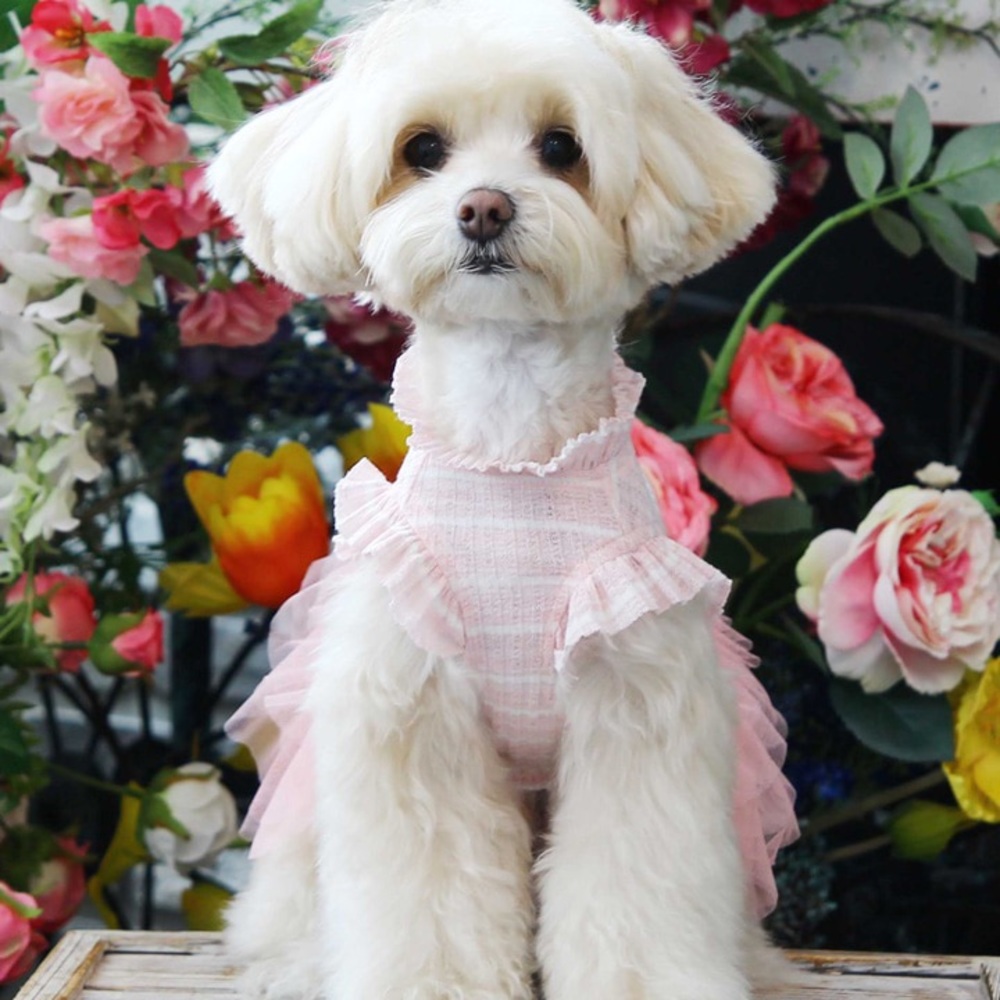 Toto and Roy dog tutu dress in pink